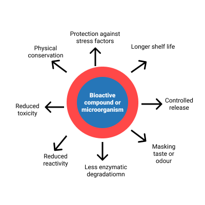 Can refractance window drying be used in microencapsulation?